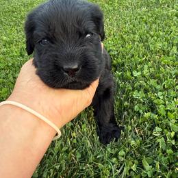 Green - Black male Newfoundland puppy in Great Falls, Montana from True North Newfoundlands