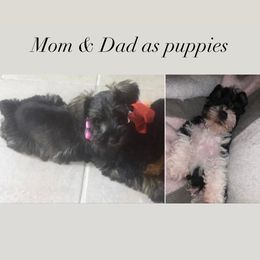 Miniature Schnauzer Puppies from Sugarbaby Kennel