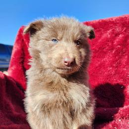 Soren - Isabella male German Shepherd puppy in Los Lunas, New Mexico from Mali's German Shepherds