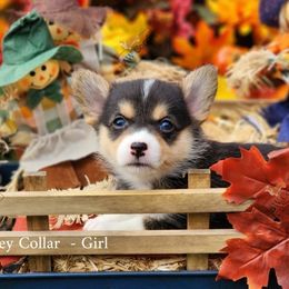 Pembroke Welsh Corgi Puppies from AW Corgis