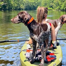 Murphy - German Shorthaired Pointer