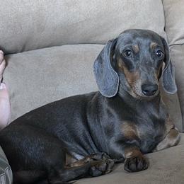 Zippo - Dachshund