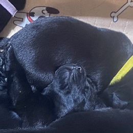 Honey-bright yellow collar - Black Labrador Retriever puppy in Springfield, Missouri from Kellner Labradors