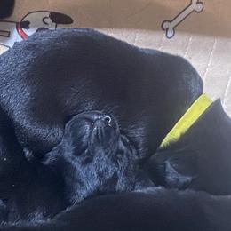 Honey-bright yellow collar - Black Labrador Retriever puppy in Springfield, Missouri from Kellner Labradors
