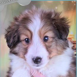 Boy 3 - Cochise - Sable and white male Shetland Sheepdog puppy in Elberton, Georgia from Ioney's Southern Paws Shelties, Frenchies, and Yorkies