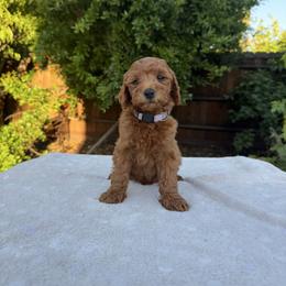 Lavender - Red  female Goldendoodle puppy in Citrus Heights, California from Tanya's Goldendoodles