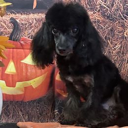 Poodle Puppies from S.H.A.R.P.’s Toy Poodles