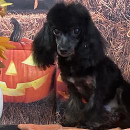 Poodle Puppies from S.H.A.R.P.’s Toy Poodles