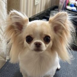 Dani - Chihuahua