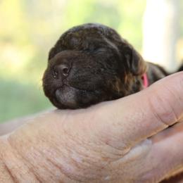 Lagotto Romagnolo Puppies from Royal and Loyal Lagotto Romagnolo