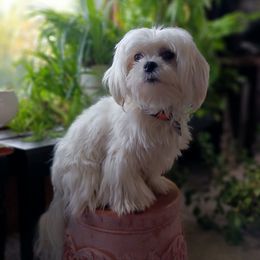 Bear Bear - Maltese