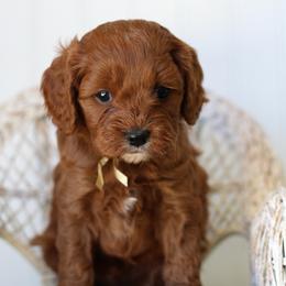 Moss - Red male Cavapoo puppy in Springtown, Texas from North Texas Puppies