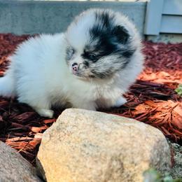 Armani - Blue merle male Pomeranian puppy in Waterloo, Indiana from Garcias Pomeranian