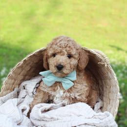 Poodle Puppies from Bruno & Co. Puppies