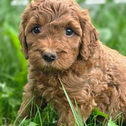 Chloe - Red female Labradoodle puppy in Clinton, Ohio from P&L Doodles