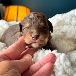 Bagel - Red tri-color male Miniature American Shepherd puppy in Tupalo, Mississippi from Butterfield Trail Farm