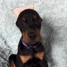Boy 5 - Black and rust male Doberman Pinscher puppy in Centralia, Missouri from TopSpots Farm