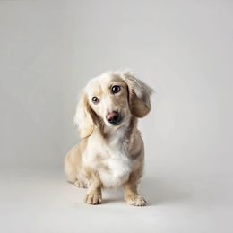 Kylie - Cream female Dachshund puppy in Danbury, New Hampshire from Maplewood Mountain Farm