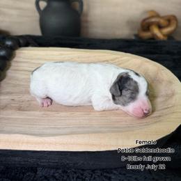 Marshmallow - Parti female Goldendoodle puppy in Pearland, Texas from Posh Paws Puppies