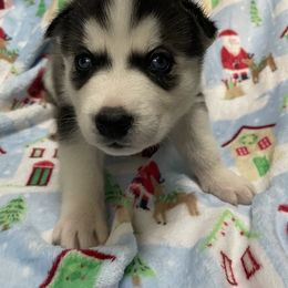 Siberian Husky Puppies from McDonald's Homegrown Huskies