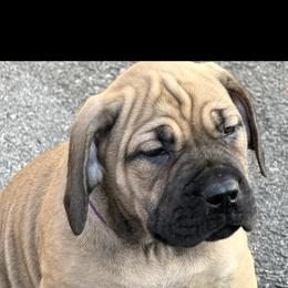 Boerboel Puppies from Relentless Boerboels