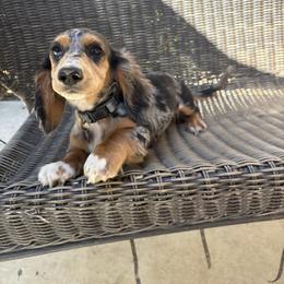 Napoleon - Dachshund