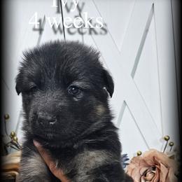 Ivy - Black and red female German Shepherd puppy in Sequim, Washington from German Shepherd Haus