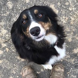 Louise - Border Collie
