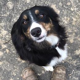 Louise - Border Collie