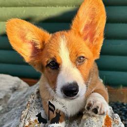 Memphis - Cardigan Welsh Corgi
