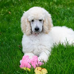 Poodle Puppies from Wispynook Poodles