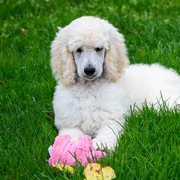 Poodle Puppies from Wispynook Poodles
