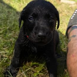 Ash - Black male Labrador Retriever puppy in Carriere, Mississippi from Cajun Water Retrievers