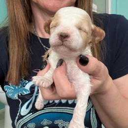Rubble - Parti male Poodle puppy in Cedar City, Utah from Precious Paws Ranch