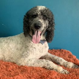 Bernedoodles, Goldendoodles, and Poodles from Poodle and Doodle Haven