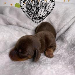 Reese - Chocolate and tan male Dachshund puppy in Wytheville, Virginia from Dippin’ Dachs Mini Dachshunds