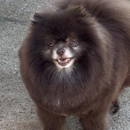 Willy wonka - Pomeranian