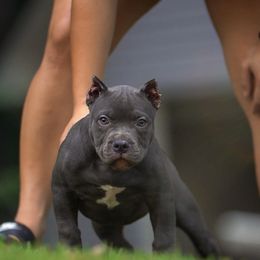 American Bully Puppies from Manuia Kennels