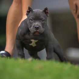 American Bully Puppies from Manuia Kennels