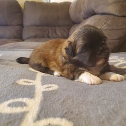 Paulie - Red male Pekingese puppy in Kingman, Arizona from Faith Harvey