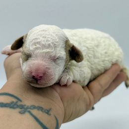 Pudding - Parti female Poodle puppy in Greeneville, Tennessee from Smokey Mountain Sheepadoodles