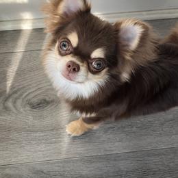 Chihuahua All Grown Up from Amy Le