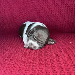 Merit - Liver roan female German Shorthaired Pointer puppy in Dugspur, Virginia from Pilgrims Trails Shorthairs