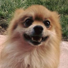 Dachshunds, Pomeranians, and Pomskies from Brandie Kelley