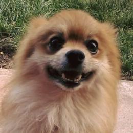 Dachshunds, Pomeranians, and Pomskies from Brandie Kelley