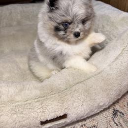 Blu - Black and tan female Pomeranian puppy in Muskogee, Oklahoma from Wonderlust Pomeranians