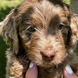 Lexus BLUE EYE - Chocolate merle female Bernedoodle puppy in Horseshoe Bend, Idaho from Over the Moon Poodles and Doodles