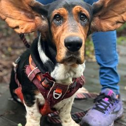 Basset Hounds and Bloodhounds from Clays Bloodhounds and Bassets