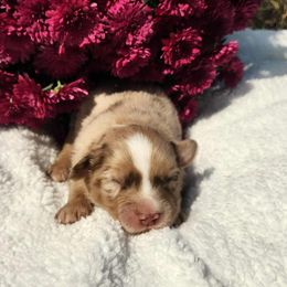 Elmo - Red merle male Miniature Australian Shepherd puppy in Sandown, New Hampshire from Ashby Lou Aussies