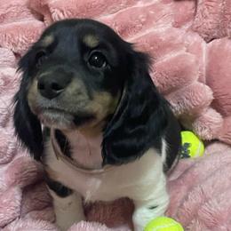 Angel - Piebald female Dachshund puppy in Mountain Home, Idaho from Desert Wind Dachshunds